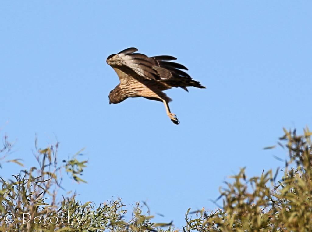 Spotted Harrier (Circus assimilis)