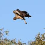 Spotted Harrier (Circus assimilis)