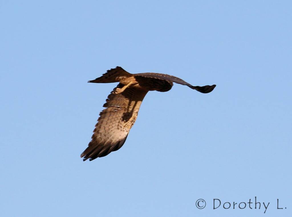 Spotted Harrier (Circus assimilis)