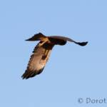 Spotted Harrier (Circus assimilis)