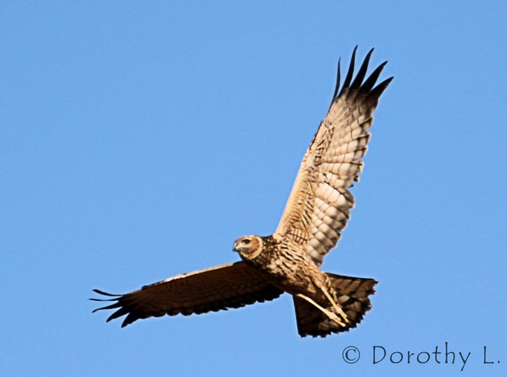 Spotted Harrier (Circus assimilis)