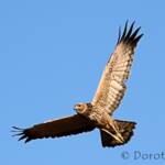 Spotted Harrier (Circus assimilis)