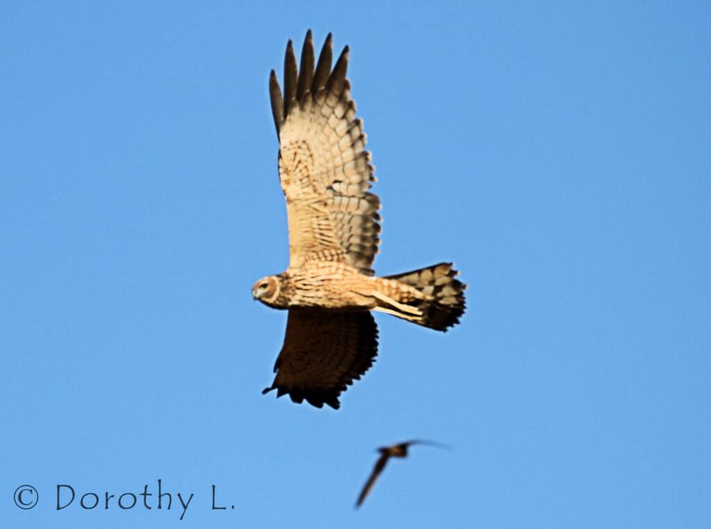 Spotted Harrier (Circus assimilis)
