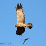 Spotted Harrier (Circus assimilis)