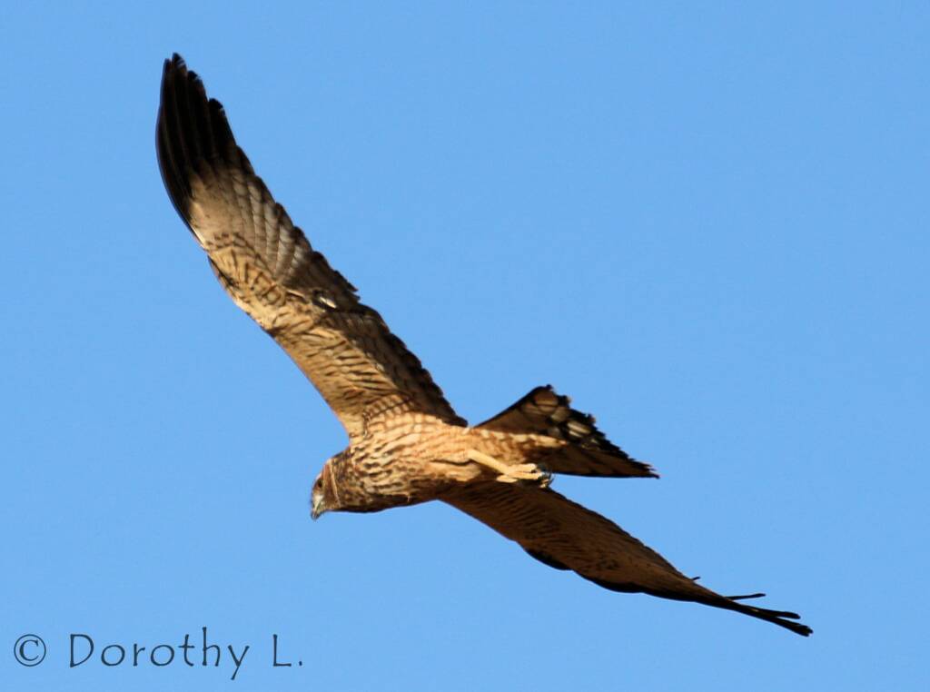 Spotted Harrier (Circus assimilis)