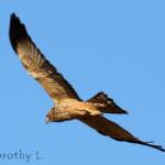 Spotted Harrier (Circus assimilis)