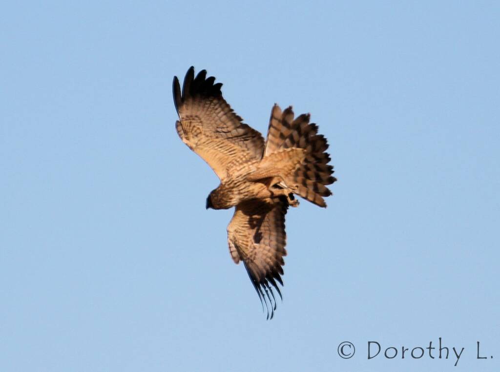 Spotted Harrier (Circus assimilis)