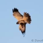 Spotted Harrier (Circus assimilis)