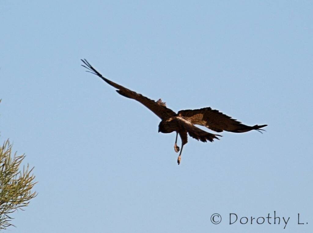 Spotted Harrier (Circus assimilis)