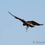 Spotted Harrier (Circus assimilis)
