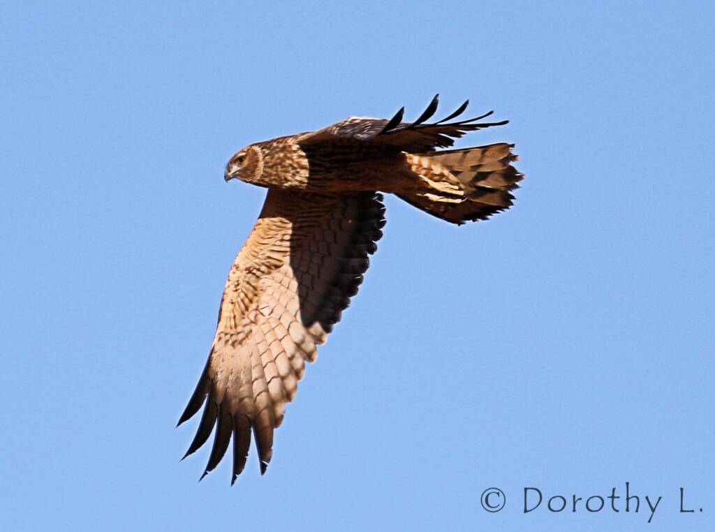 Spotted Harrier (Circus assimilis)