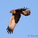 Spotted Harrier (Circus assimilis)