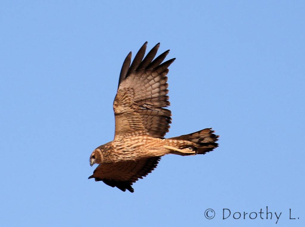 Spotted Harrier (Circus assimilis)