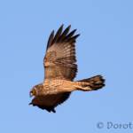 Spotted Harrier (Circus assimilis)