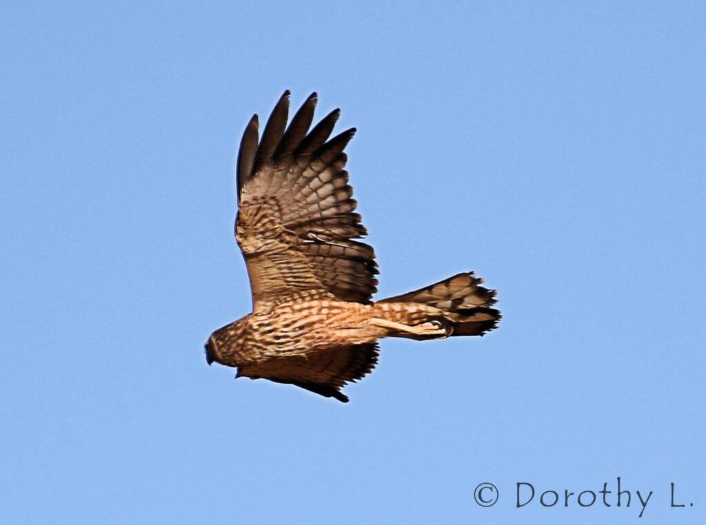 Spotted Harrier (Circus assimilis)