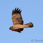 Spotted Harrier (Circus assimilis)
