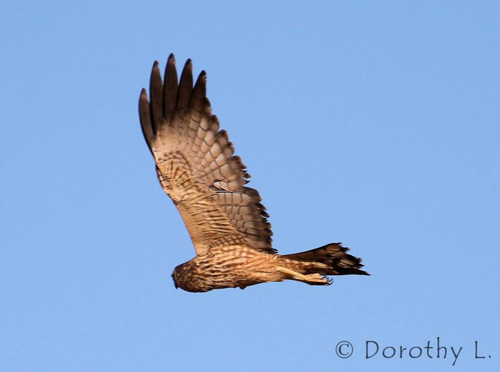Spotted Harrier (Circus assimilis)