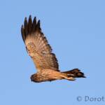 Spotted Harrier (Circus assimilis)