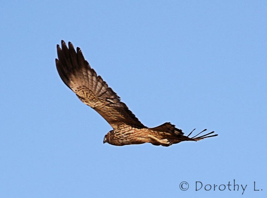 Spotted Harrier (Circus assimilis)