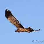 Spotted Harrier (Circus assimilis)