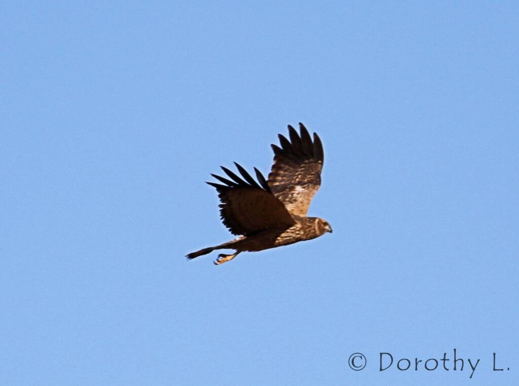 Spotted Harrier (Circus assimilis)