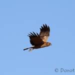 Spotted Harrier (Circus assimilis)
