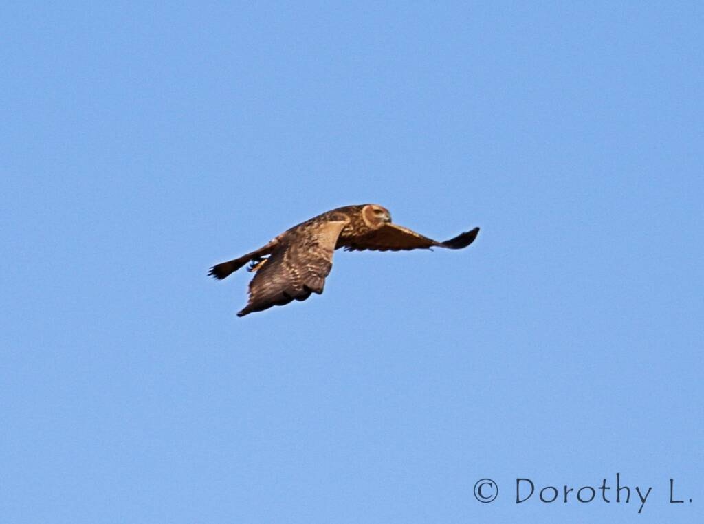 Spotted Harrier (Circus assimilis)