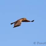 Spotted Harrier (Circus assimilis)