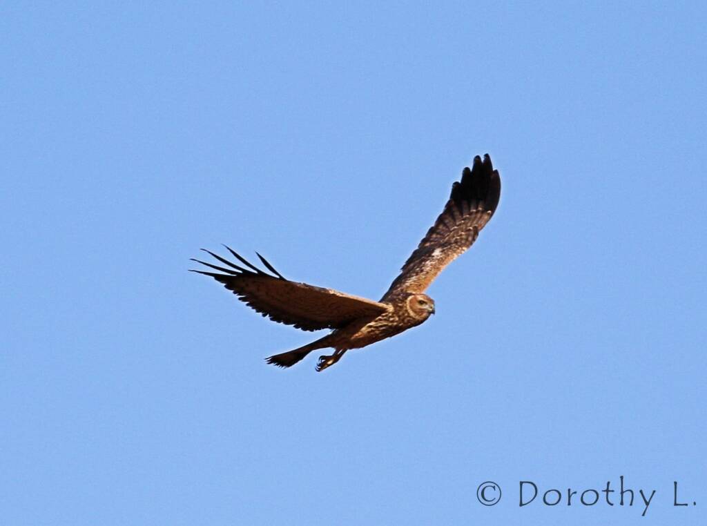 Spotted Harrier (Circus assimilis)
