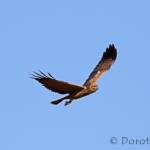 Spotted Harrier (Circus assimilis)