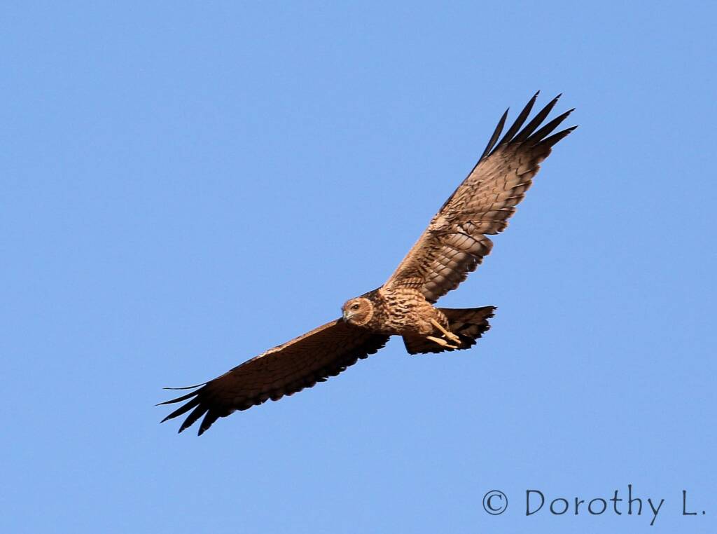 Spotted Harrier (Circus assimilis)