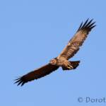Spotted Harrier (Circus assimilis)