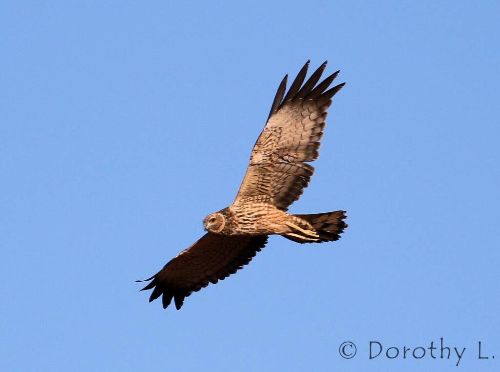 Spotted Harrier (Circus assimilis)