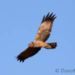 Spotted Harrier (Circus assimilis)