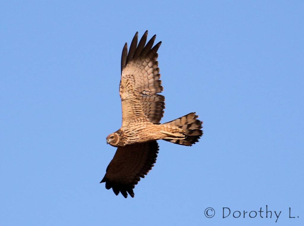 Spotted Harrier (Circus assimilis)