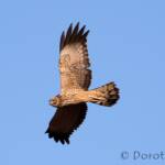Spotted Harrier (Circus assimilis)