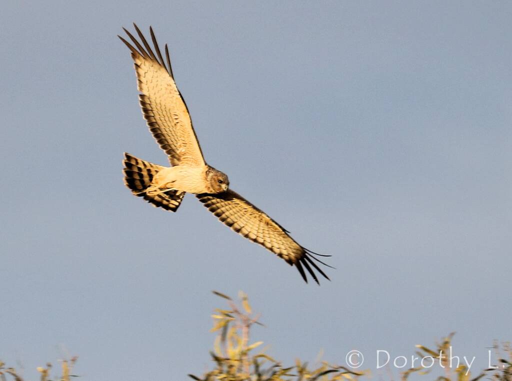 Spotted Harrier (Circus assimilis)