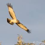 Spotted Harrier (Circus assimilis)