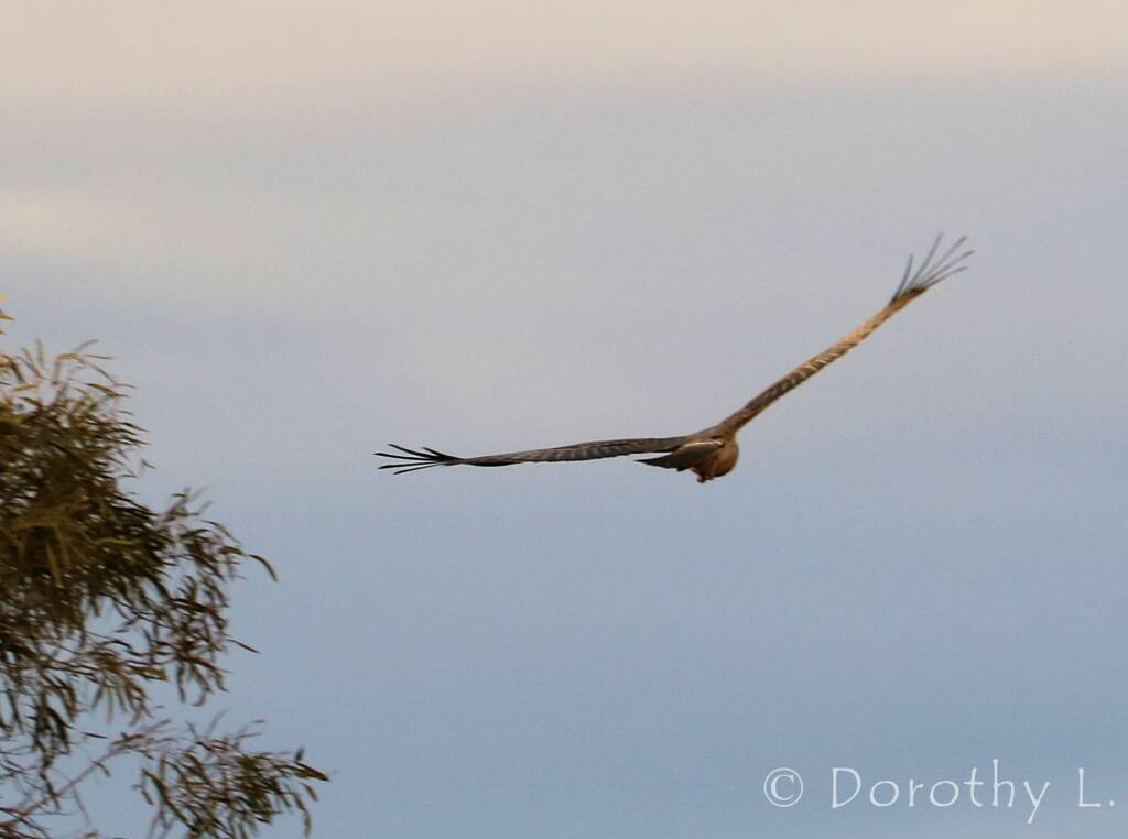 Spotted Harrier (Circus assimilis)