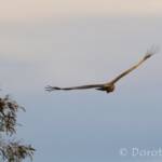 Spotted Harrier (Circus assimilis)