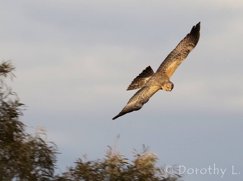 Spotted Harrier (Circus assimilis)