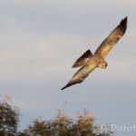 Spotted Harrier (Circus assimilis)