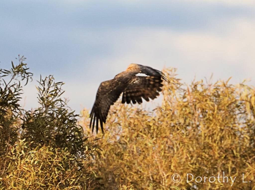 Spotted Harrier (Circus assimilis)