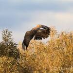Spotted Harrier (Circus assimilis)