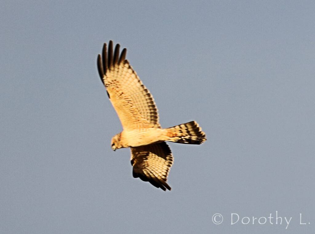 Spotted Harrier (Circus assimilis)