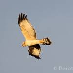 Spotted Harrier (Circus assimilis)