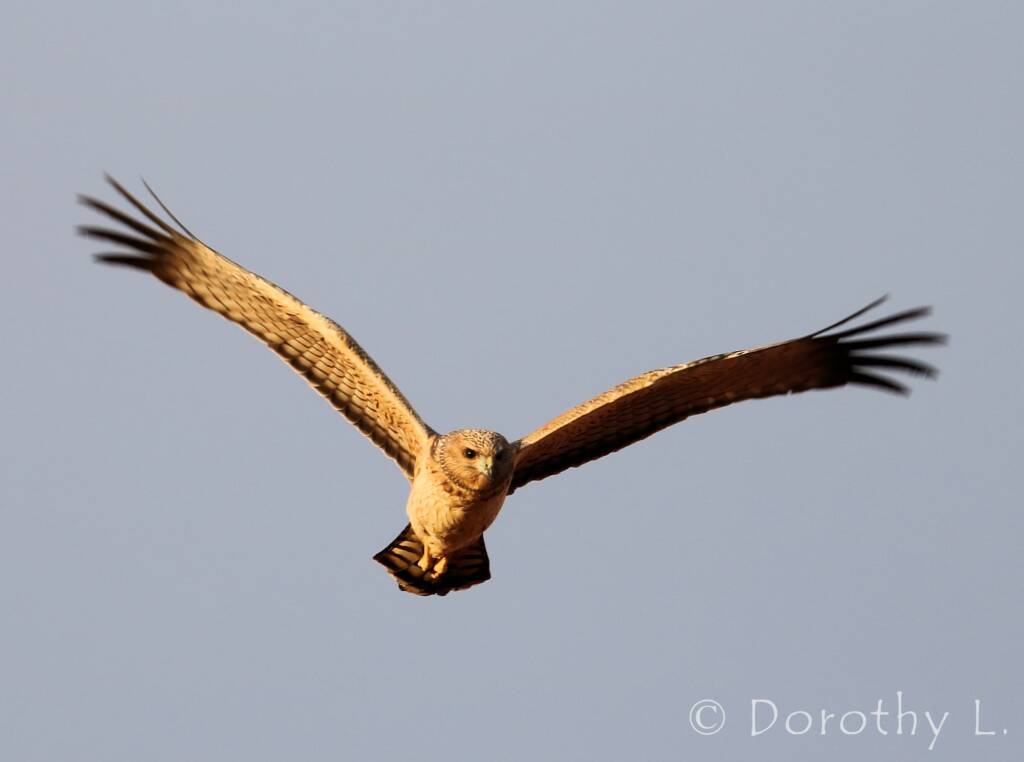 Spotted Harrier (Circus assimilis)