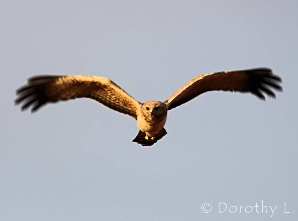 Spotted Harrier (Circus assimilis)