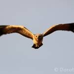 Spotted Harrier (Circus assimilis)