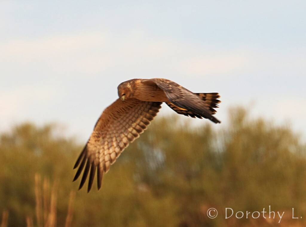 Spotted Harrier (Circus assimilis)